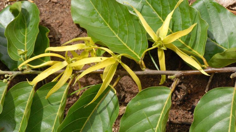 Ylang ylang